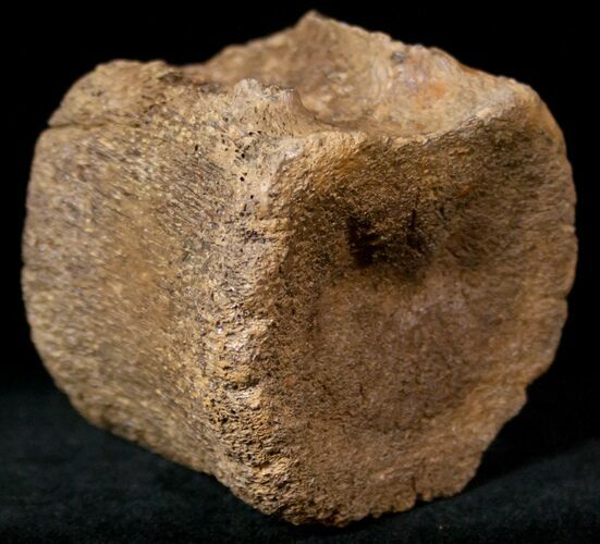 Edmontosaurus (Hadrosaur) Caudal Vertebrae - Montana #12680